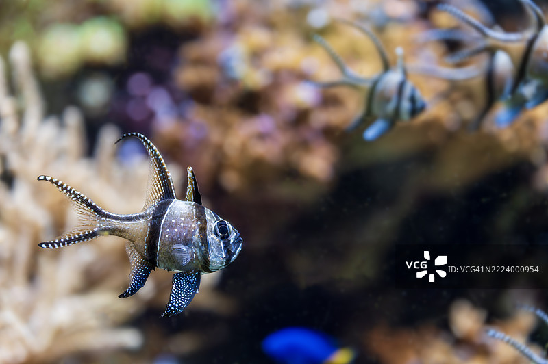 邦盖神仙鱼图片素材