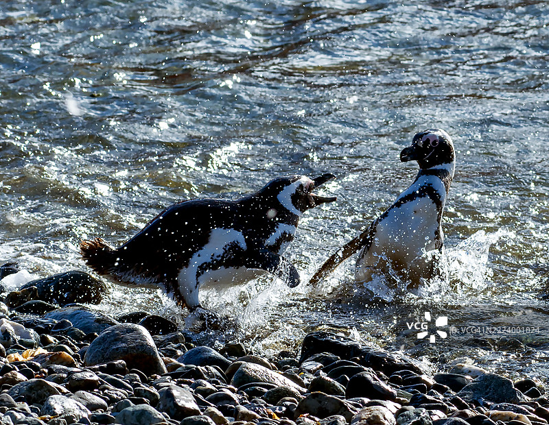 两只企鹅在水中玩耍，马格达莱纳岛，智利图片素材