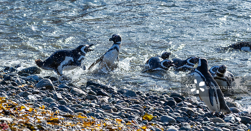 两只企鹅在水中玩耍，马格达莱纳岛，智利图片素材