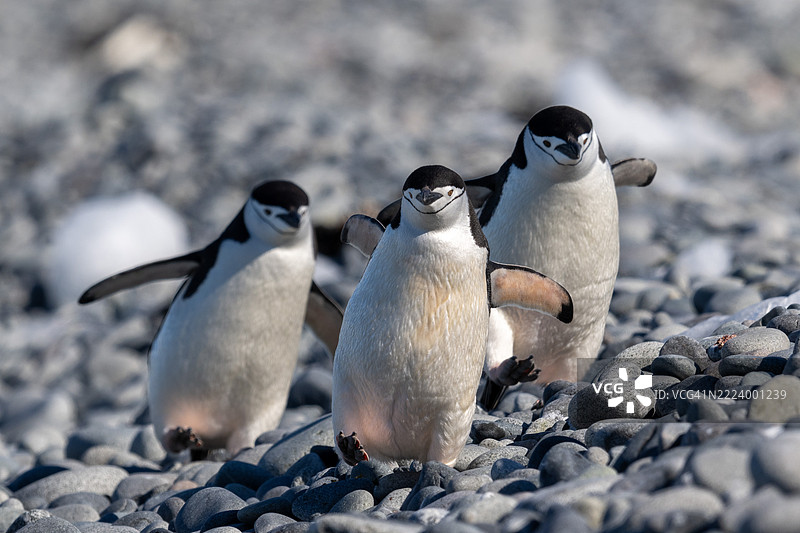 海滩上企鹅的特写镜头图片素材
