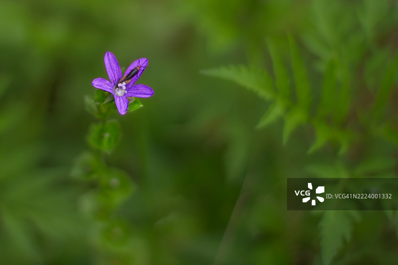 紫色花朵特写，伊利诺伊州，山脉，美国图片素材