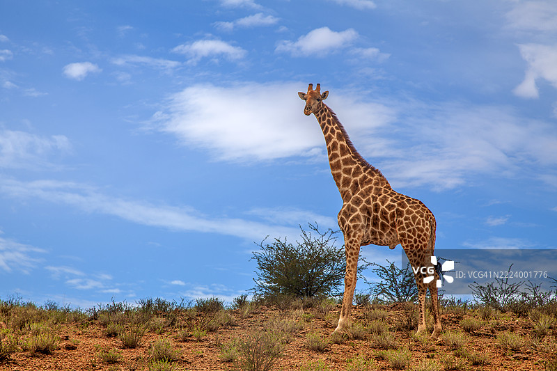 低角度视图的长颈鹿与天空，南非北开普省图片素材