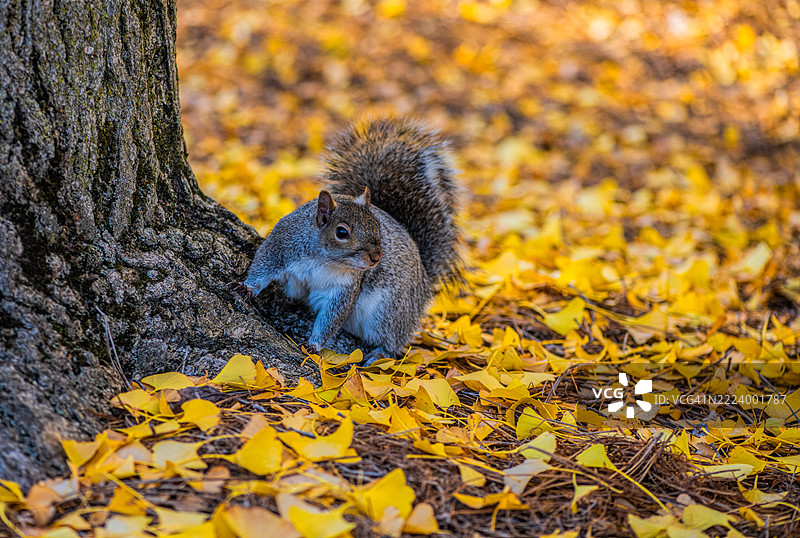 灰色松鼠在树上的特写，肯尼特广场，宾夕法尼亚州，美国图片素材