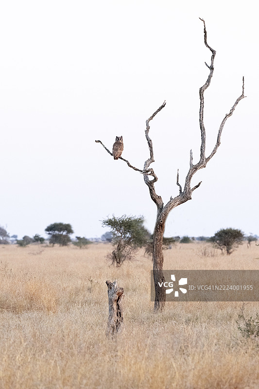 白色猫头鹰，克鲁格国家公园，南非，非洲图片素材