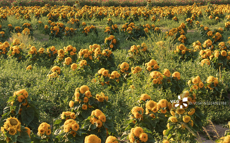 华盛顿州普亚利普的黄色开花植物特写图片素材