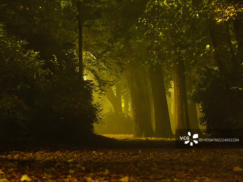 比利时秋季森林中的树木图片素材