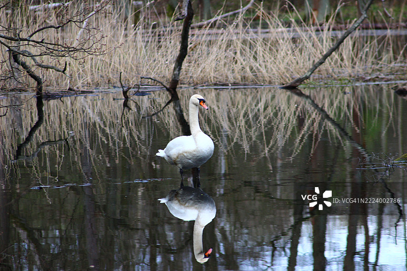 波兰湖泊中游泳的疣鼻天鹅特写图片素材