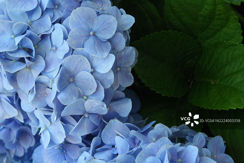 近距离拍摄的绣球花，位于加利福尼亚州奥海， 美国图片素材