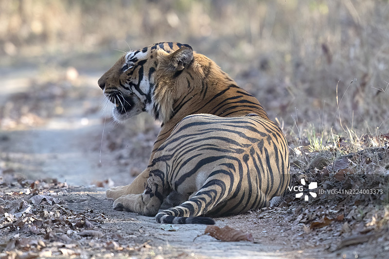 老虎（虎，Panthera tigris），孟加拉虎或印度虎，大型猫科动物（Pantherinae），食肉动物（Carnivora），极度濒危，雄性，晨光中休息，萨图拉国家公园，老虎保护区，中央邦，帕奇马尔希生物圈保护区，印度，亚洲图片素材