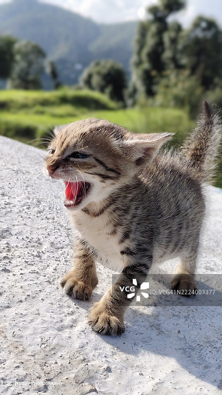 公路上松鼠的特写，库马翁区，乌塔拉坎德，印度图片素材