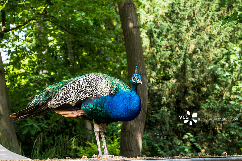 孔雀栖息在树木旁的特写，德国奥伯豪森图片素材