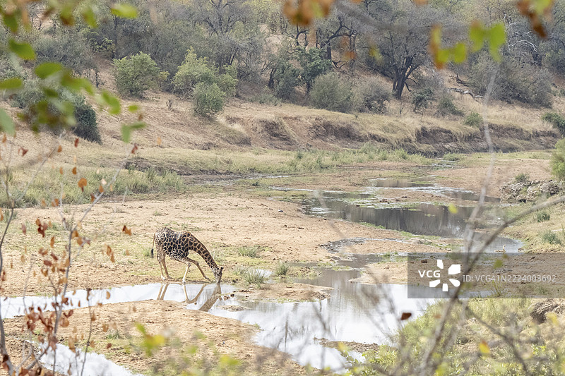 长颈鹿，风景，克鲁格国家公园，南非，非洲图片素材