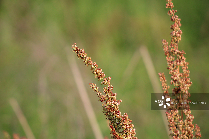 开花植物的特写，克里夫科尔，密苏里州，美国图片素材