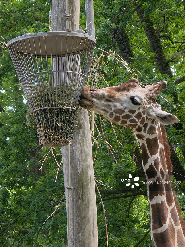 在动物园环境中，长颈鹿正在从饲料器中进食，柏林，德国图片素材