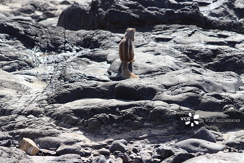 女人坐在岩石上背影，科斯塔卡尔马，加那利群岛，西班牙图片素材