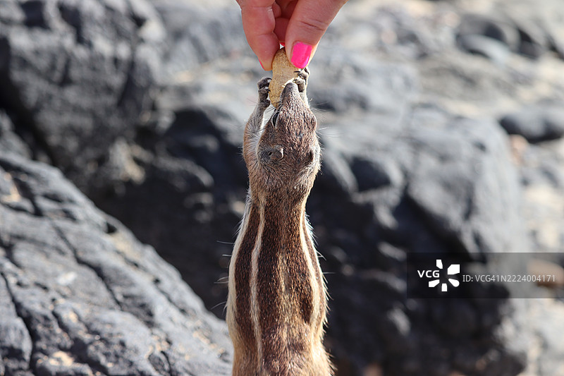 女人喂松鼠的手部特写，科斯塔卡尔马，加那利群岛，西班牙图片素材
