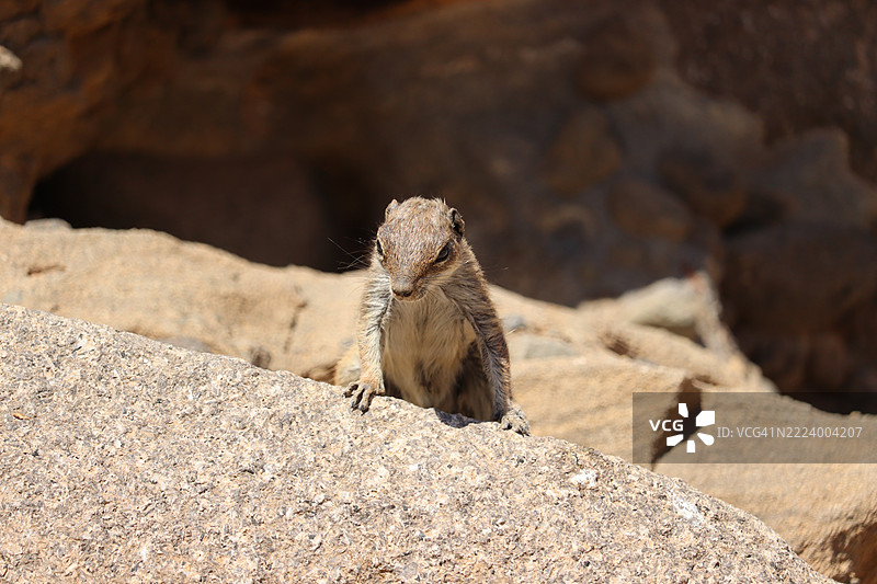 岩石上的狐獴特写，科斯塔卡尔马，加那利群岛，西班牙图片素材
