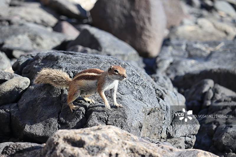 岩石上的松鼠特写，科斯塔卡尔马，加那利群岛，西班牙图片素材