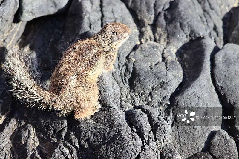岩石上的松鼠特写，科斯塔卡尔马，加那利群岛，西班牙图片素材