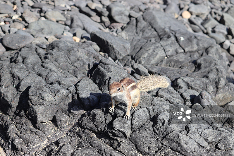 岩石上的松鼠特写，科斯塔卡尔马，加那利群岛，西班牙图片素材