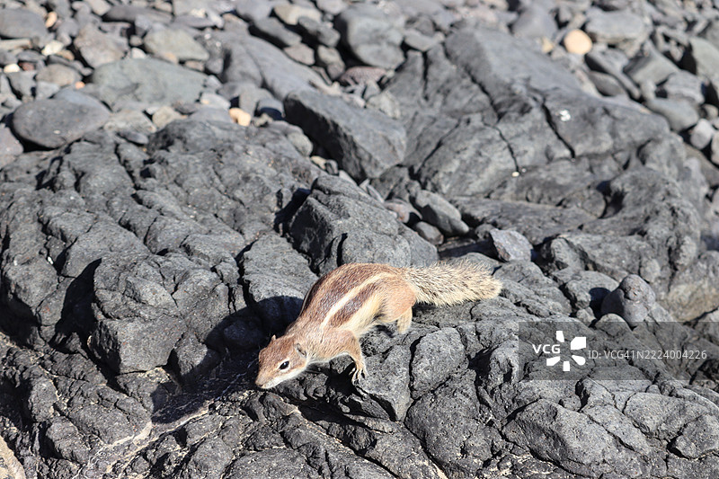 岩石上的松鼠特写，科斯塔卡尔马，加那利群岛，西班牙图片素材