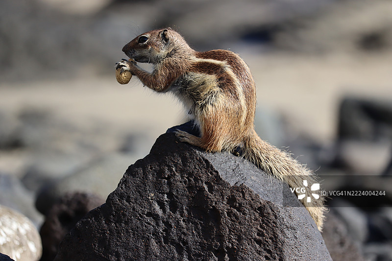 岩石上的松鼠特写，科斯塔卡尔马，加那利群岛，西班牙图片素材