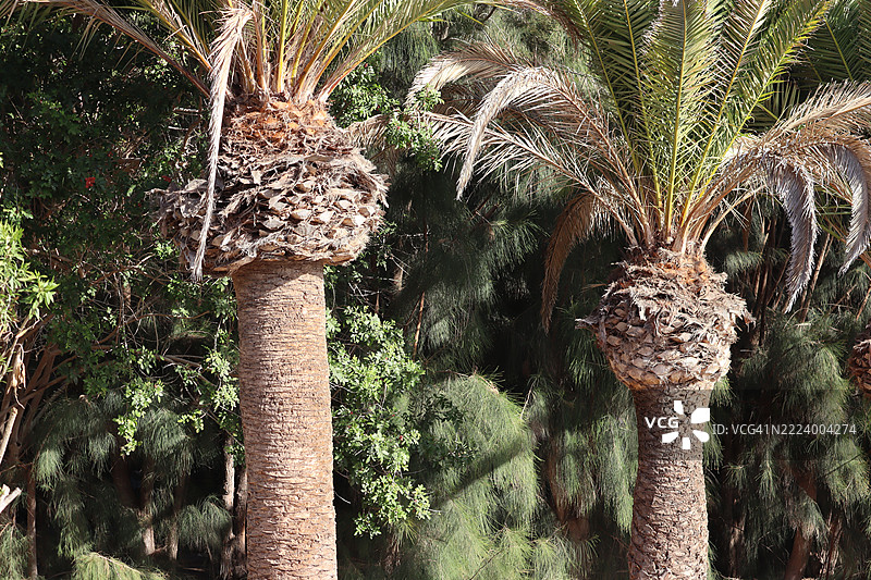 西班牙加那利群岛科斯塔卡尔马的森林树木景观图片素材