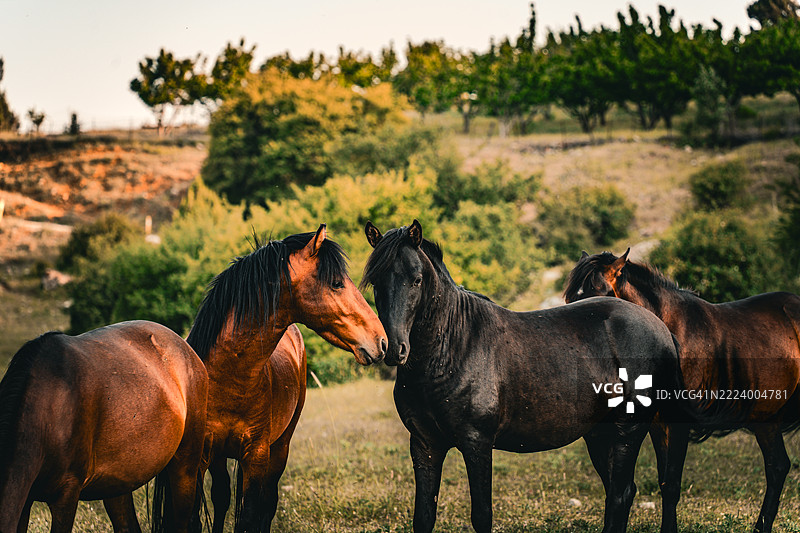 两匹年轻的马，土耳其马尼萨图片素材