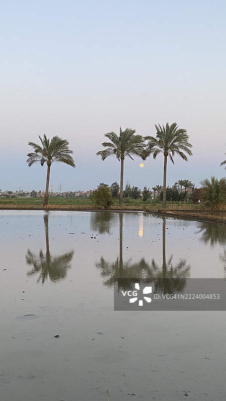 埃及湖边的棕榈树美景与天空相映成趣图片素材