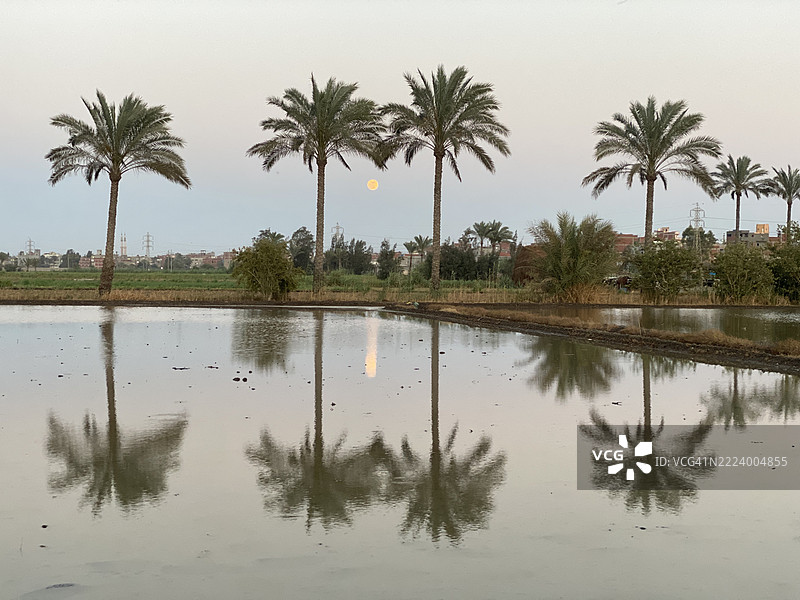 埃及湖边的棕榈树美景与天空相映成趣图片素材