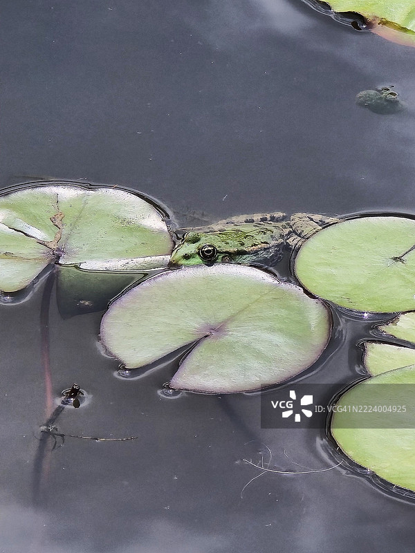法国湖泊中莲花的高角度视图图片素材