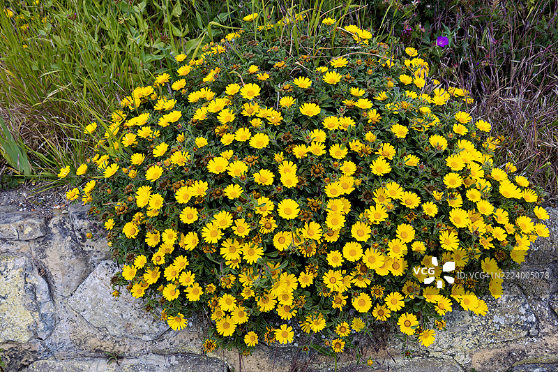 海星，Pallenis maritima，Greuter，东堡海滨的开花，东萨塞克斯，东堡，英国，英国图片素材