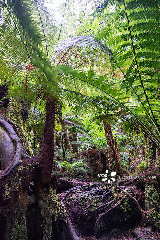 霍登维尔附近大洋路的梅茨休息区雨林步道，维多利亚州，澳大利亚，墨尔本，维多利亚州，澳大利亚图片素材