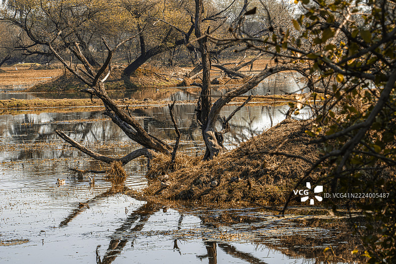 印度拉贾斯坦邦巴哈特普尔森林湖边的树木图片素材