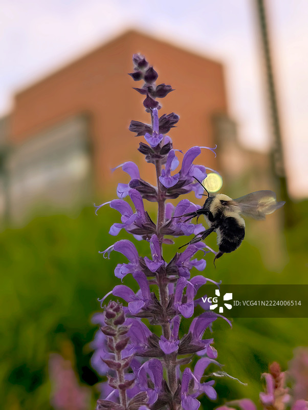 蜜蜂在紫色花朵上的特写，马萨诸塞州，美国图片素材