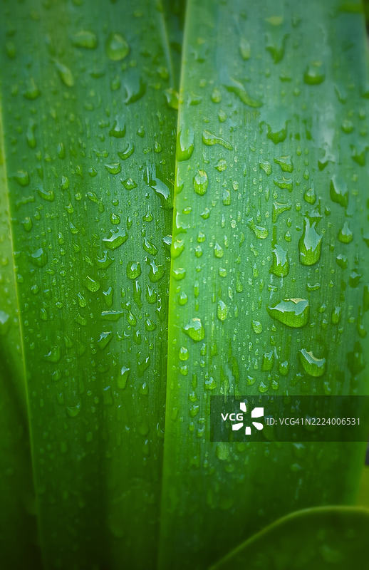 叶子上的雨滴特写图片素材
