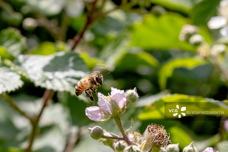 蜜蜂在花朵上的特写，迪尔贝克，弗拉芒大区，比利时图片素材