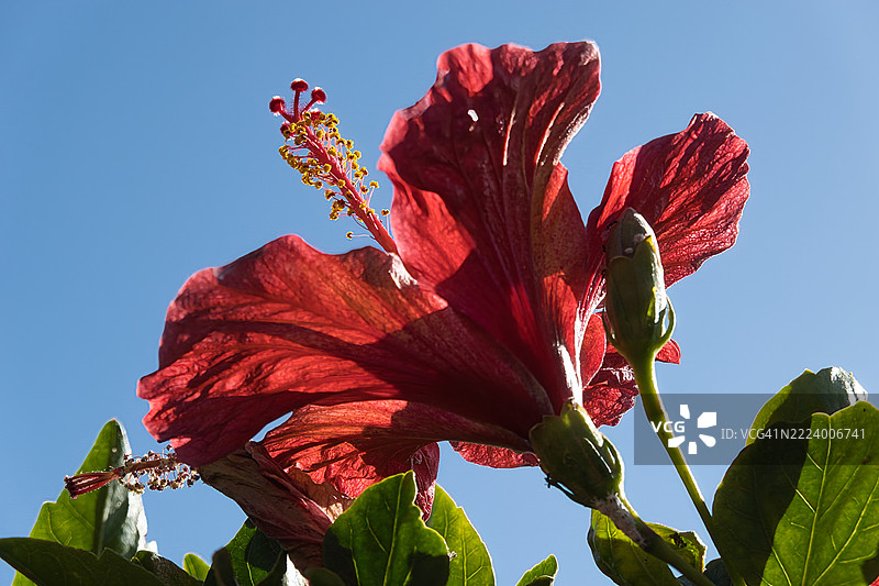 雕刻光影的芙蓉花，西班牙，加纳利群岛图片素材