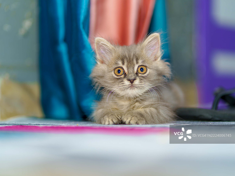 小猫的特写肖像，开罗，埃及图片素材