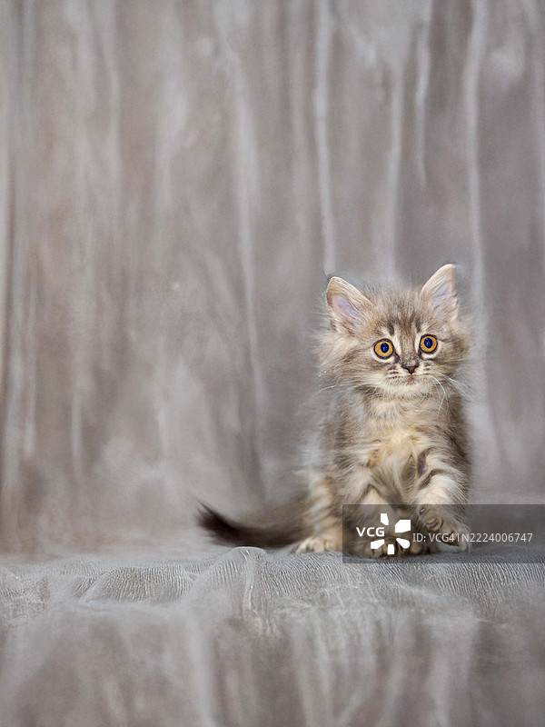 坐在墙边的猫的肖像，开罗，埃及图片素材