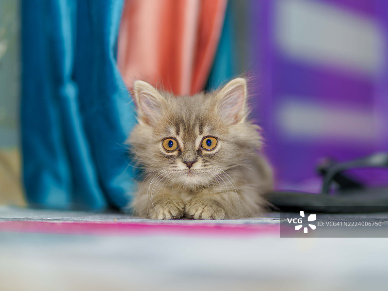 小猫的特写肖像，开罗，埃及图片素材