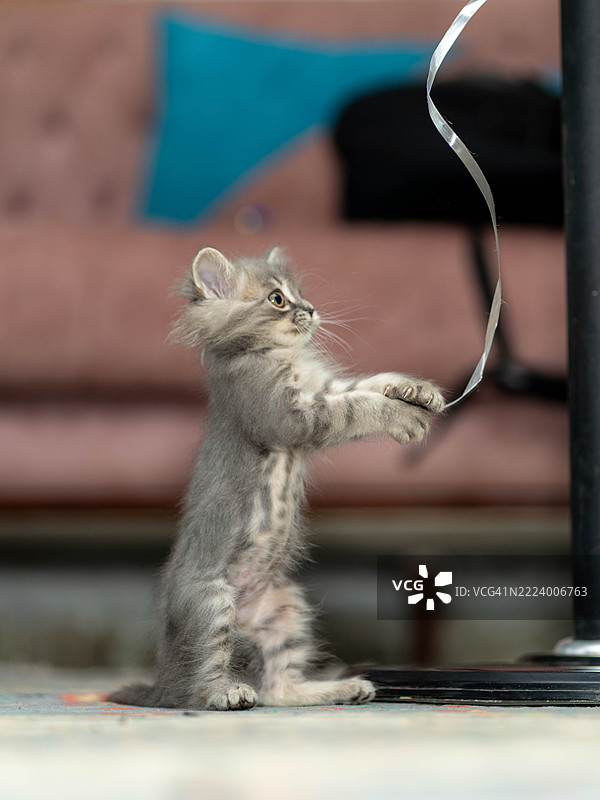 埃及开罗的猫特写图片素材