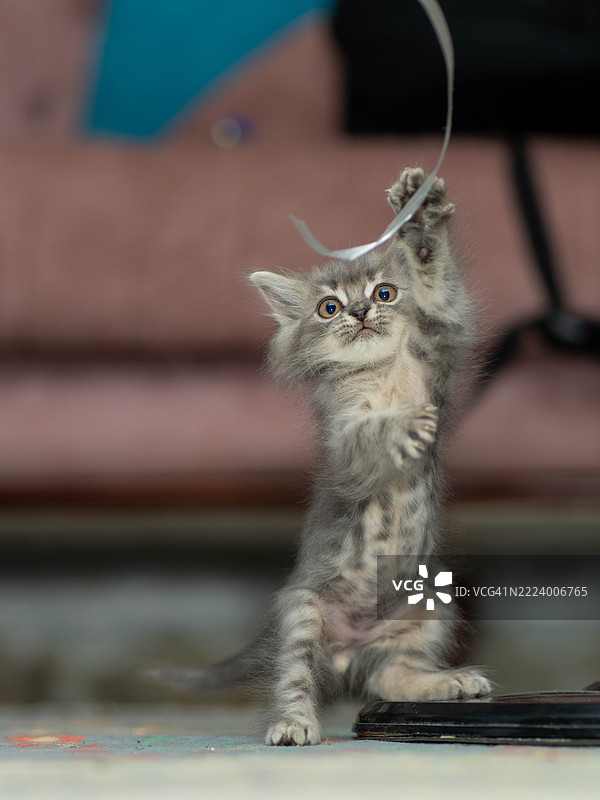 在户外坐着的猫的肖像，开罗，埃及图片素材