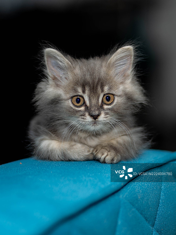 埃及开罗的猫特写肖像图片素材