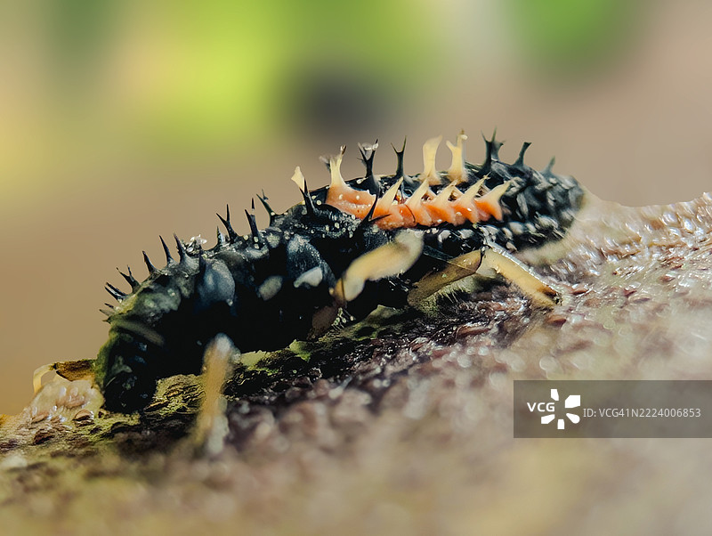 昆虫特写，马萨诸塞州，美国图片素材