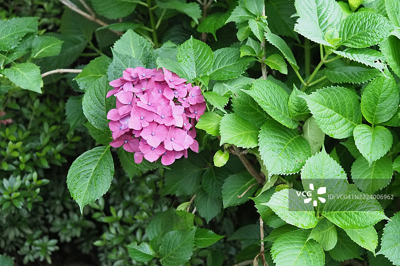 日本粉色开花植物特写图片素材