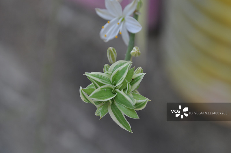 阿尔及利亚斯基克达的多肉植物与盛开的花朵展现了自然之美图片素材