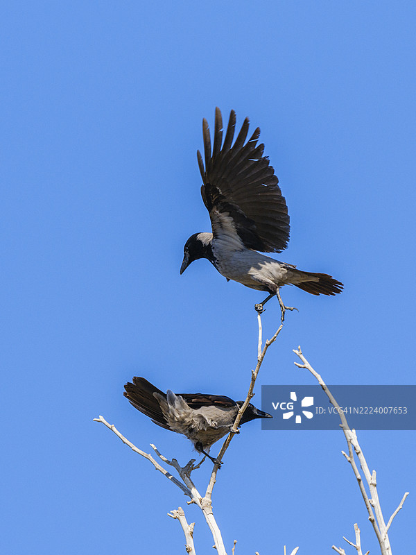 低角度视图的鸟儿在晴朗的蓝天中飞翔，土耳其图片素材
