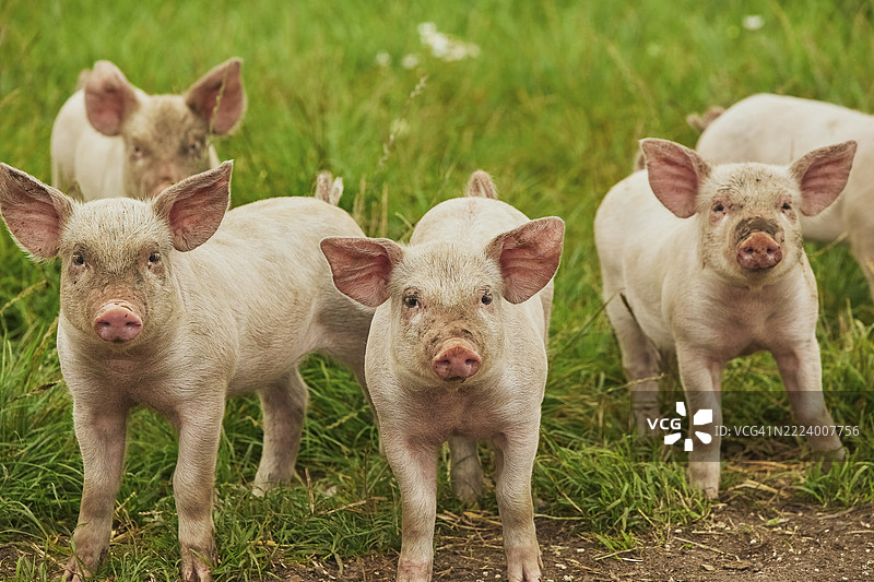 丹麦田野中的生态猪场 可爱的猪仔在牧场上图片素材