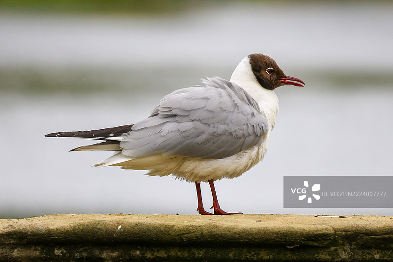 海水燕鸥栖息在栏杆上的特写，英国里彭图片素材
